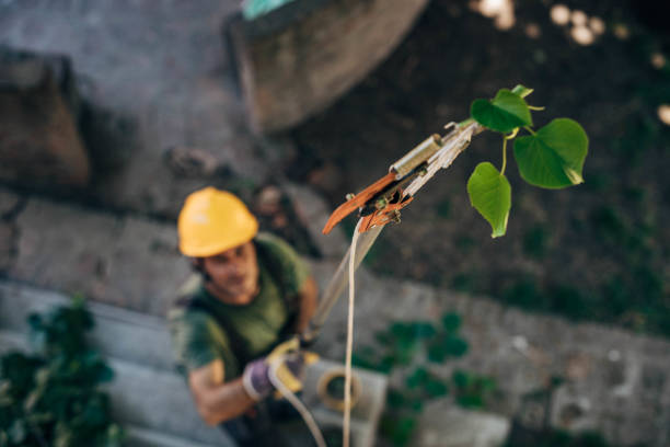 Best Hedge Trimming  in Lemon Grove, CA